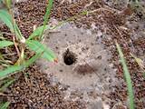 What Do White Ants Nests Look Like Pictures
