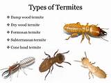 Images of Types Of Termite Control