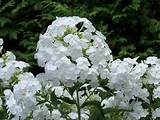 Images of White Phlox Flower