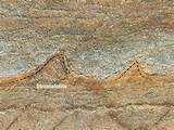 Oldest Fossil Photos