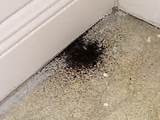 Photos of Termite Dust Picture