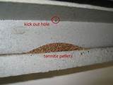 Pictures Of Termite Damage To Drywall Images