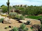Pictures of Desert Landscape Plants Az