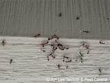 Carpenter Ants On Ceiling