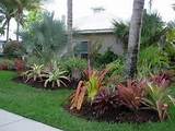 Low Maintenance Landscape Plants For South Florida Photos