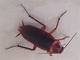 How Big Is A Cockroach Images