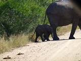 Photos of Kruger National Park South Africa Official Website