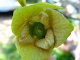 Paw Paw Tree Flower Pictures