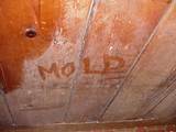 Pictures of Mold Free Wood