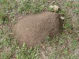 Pictures of Fire Ants Nest