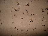 Flying Carpenter Ants In House