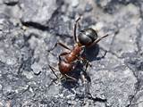 Ortho Carpenter Ant Termite Killer