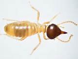 Termite Insect Facts