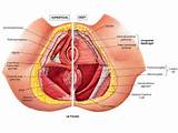 Photos of Female Core Muscles