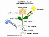Label A Flowering Plant Pictures