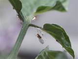 Photos of Tomato Insect Control