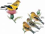 Images of House Finch Vs Goldfinch