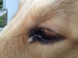 Pictures of Watery Eyes In Dogs Home Remedies