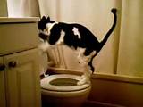 Toilet Training My Cat Images