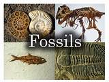 Fossils Year 1