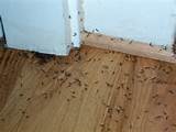 Pictures of House Termite Treatment