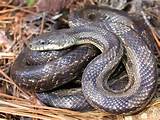 Gray Rat Snake Pictures