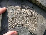 Photos of Useful Index Fossils Are Found