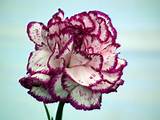 Wallpaper Carnation Flower