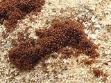 Fire Ants Invasive Species