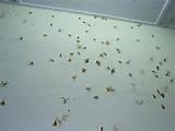 Images of Termite Swarm Outside House