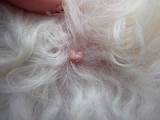 Canine Scabies Home Remedies Photos