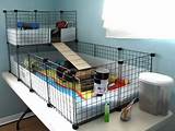 Cheap Guinea Pig Cages Images
