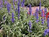 Photos of Xeriscape Flowers