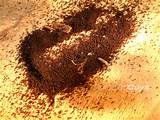 Photos of Indian Termites