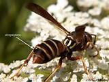 What Is A Paper Wasp Images