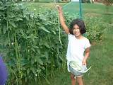 Planting Yard Long Beans Pictures