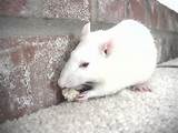 Pictures of Rat Pet