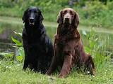 Images of Retriever Flat Coated