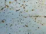 Photos of Ant Poop