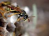 Wasp Exterminator Perth