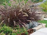 Pictures of Grasses For Pool Landscaping