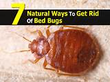 How To Get Rid Of Bed Bugs Quickly Photos