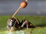 Fire Ants Zombie Images