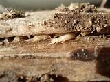 Termites In Firewood Photos