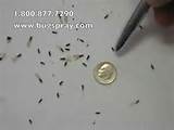 Flying Termite Images Images