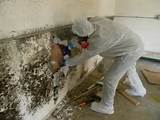 Toxic Mold Removal Images