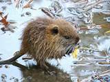 Nutria Rodent Images