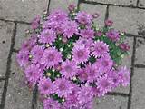 Images of Are Mums Perennial Flowers