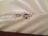 Pictures of Unitech Termite