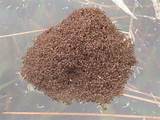 What Do Fire Ants Look Like Pictures